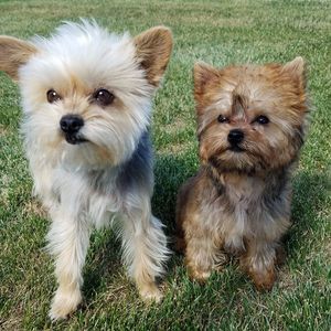 Meet your Posher, Karen